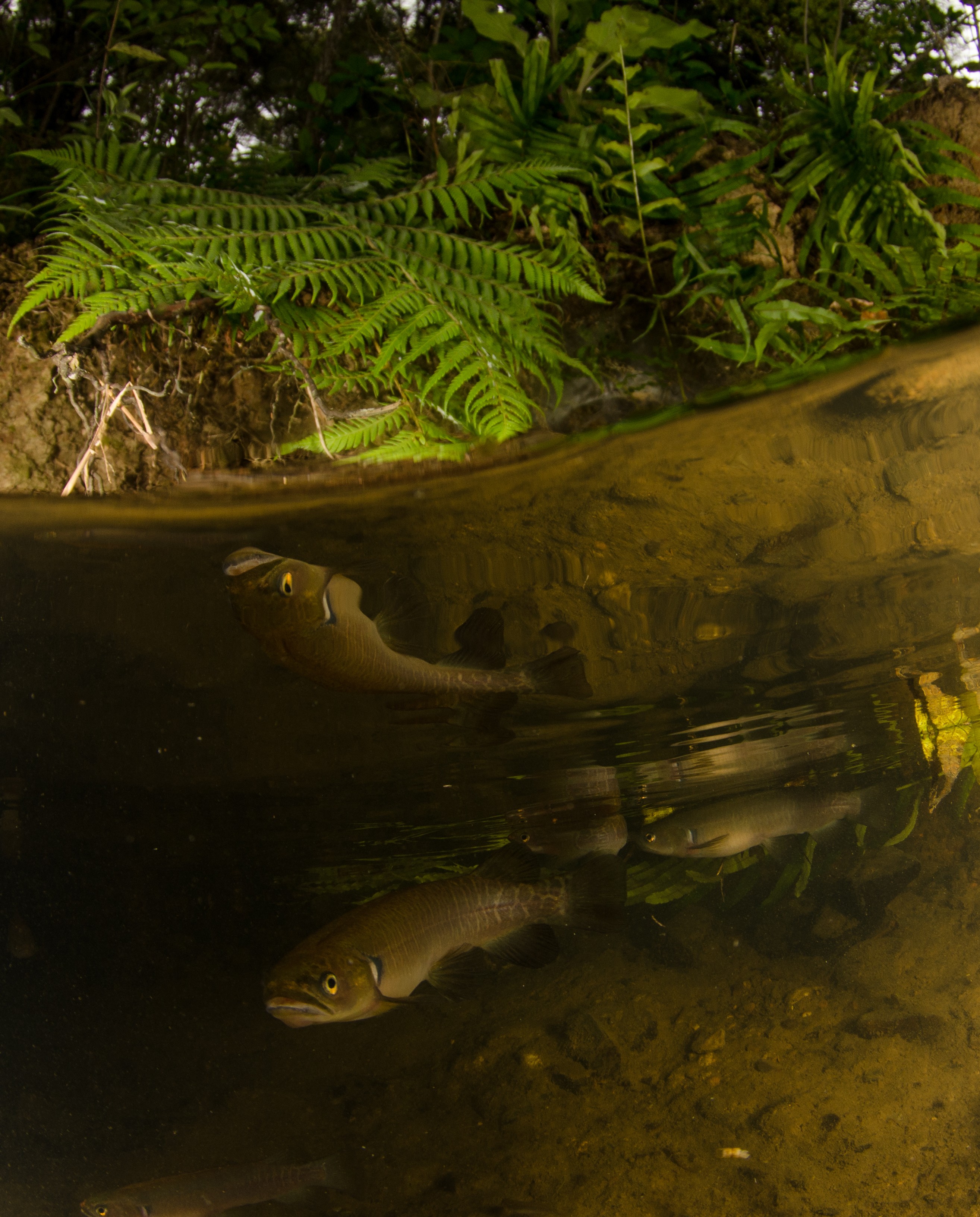 DSC_5433 – Banded, kokopu, Galaxias, fasciatus, home, kaiatea, stream, Crispin, new, zealand, new zealand, freshwater, streams, stream, rivers, galaxid
